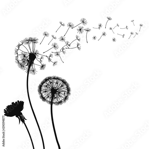 Abstract black Dandelions, dandelion with flying seeds – for stock