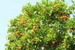 clémentines dans arbre fruitier