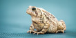Portrait Of Common Toad On Blue Background