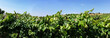 Vinhas para produção de vinho em Portugal