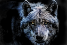 Das Porträt Von Einem Wolf