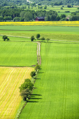 Rural landscape view with a dirt road on the fields