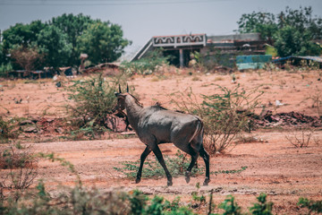 Antelope in Wild