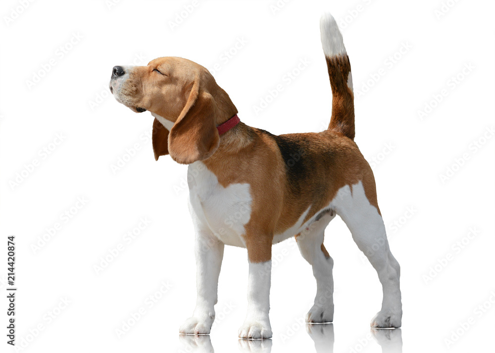 Beagle dog stand isolated on white background Stock Photo | Adobe Stock