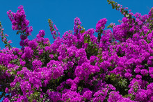 Beautiful Nature Image Of Pink Bougainvillea Near A Green Leafs Tree With Blue Sky In The Background. No People.