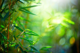 Fototapeta Sypialnia - Bamboo Forest. Growing bamboo border design over blurred sunny background. Nature backdrop