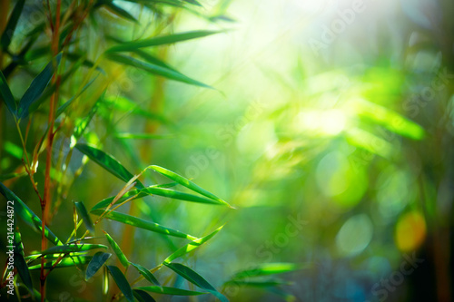 Bamboo Forest. Growing bamboo border design over blurred sunny background. Na...