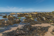 Seaweed Covered Rocks At Low Tide With Distant Hills