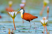 African Jacana, Actophilornis Africana, Colorful African Wader With Long Toes Next To Violet Water Lily In Shallow Water Of Seasonal Lagoon, Botswana,Okavango Delta. Bird With Flower Bloom.