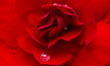 Goccia sul fiore rosso