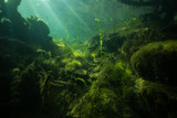 Fototapeta Do akwarium - At the bottom of the river