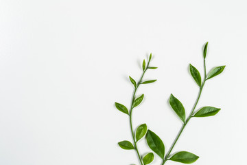 green leaf on white background with coppy space