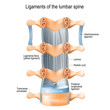 Ligaments of the lumbar spine. Ligamenta flava (yellow ligament)
