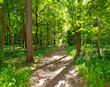 Beautiful forest in spring with bright sun shining through the trees - Sommer im Wald - Waldweg

