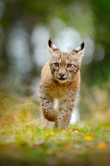 young lynx in green forest. wildlife scene from nature. walking eurasian lynx, animal behaviour in h