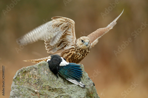 Saker Falcon Falco Cherrug With Caught Magpie On The Stone - 