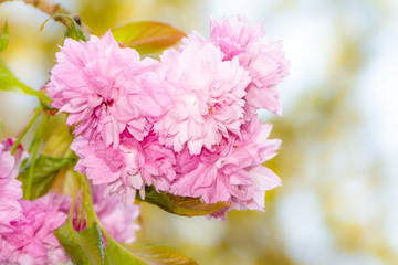 Wall Mural - Pink cherry blossoms