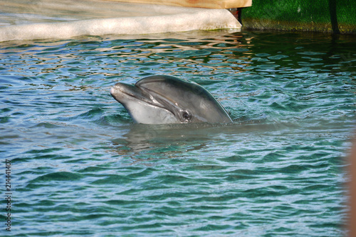 Zdjęcie XXL Przystojny delfin wystający z wody w basenie w delfinarium ze sprytnym powietrzem odwraca wzrok od siebie.