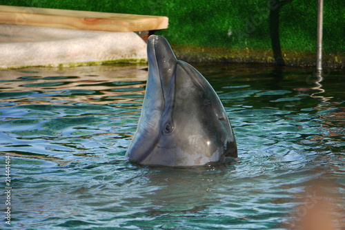 Zdjęcie XXL Przystojny delfin w czystych wodach basenu z nosem podpierającym drewnianą deskę.