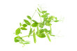 Branch of young green sugar snap peas, fresh sweet green pea pod, isolated on a white background