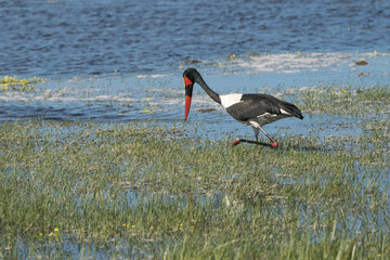 Saddle billed stork hunting fish in game reserve in Zimbabwe