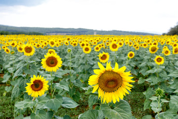 Sunflower field with cloudy blue sky