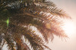 Palm Tree, Palme - Abu Dhabi