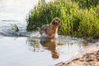 © AnnaFotyma - Happy dog playing in the water