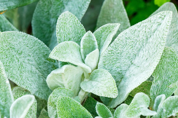 Stachys byzantina Beautiful interesting flower