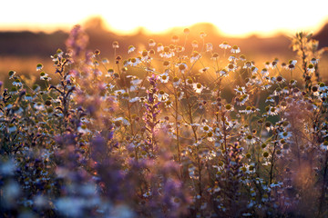 Wall Mural - Meadow in sunset light