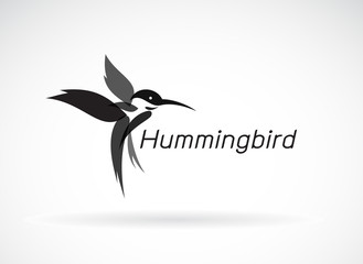 Poster - Vector of hummingbird design on white background., Wild Animals. Birds Icon., Easy editable layered vector illustration.