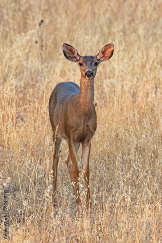 Plakat Deer o zmierzchu wzdłuż wybrzeża Kalifornii