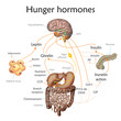 Appetite and hunger hormones vector diagram illustration.