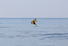 Pelican Flying Over Water
