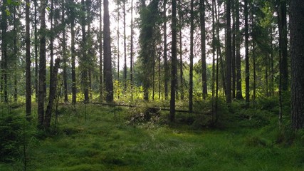 Wall Mural - russian forest, trees, plant and grass in saint-petersburg