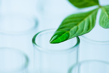 Wall Mural - plant leaves on test tube , biotechnology research concept