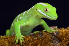Northland Green Gecko (Naultinus Grayii )