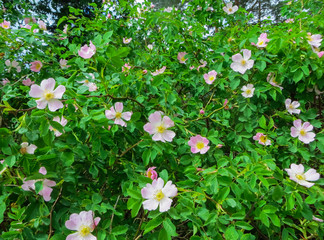 Beautiful pink flowers of wild rose on branches.