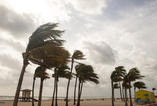 Palm Trees Before A Tropical Storm Or Hurricane