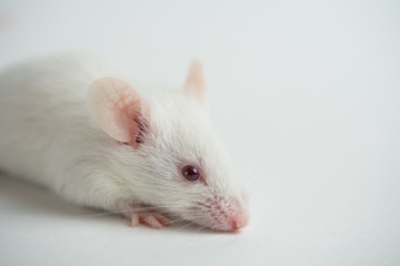 Wall Mural - White mouse on white background