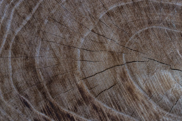 Close up of the patterns on tree trunk