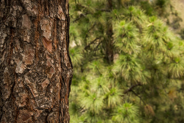 Tree trunk bark in forest. Natural environment, eco friendly, paper resource, planet sustainability concepts