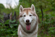 Close-up Portrait Of Beautifuldog Breed Siberian Husky With Tonque Hanging Out In The Forest