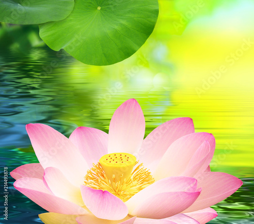 Fleur De Lotus Feuille De Lotus Eau Stock Photo Adobe Stock