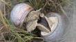 copulation of Roman snail / Burgundy snail / edible snail (Helix pomatia), close up