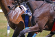 Horse race, close-up