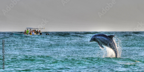Plakat Pływanie łódką z delfinami w pobliżu St Andrews St Park, Panama City Beach, FL
