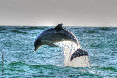 Plakaty delfiny  delfin-w-st-andrews-st-park-panama-city-beach-fl