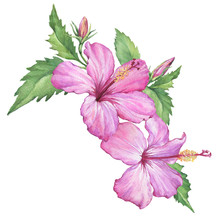 Composition With Tropical Pink Flowers Of Hibiscus (also Known As Rose Of Althea Or Sharon, Rose Mallow) Watercolor Hand Drawn Painting Illustration Isolated On A White Background.