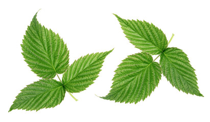 Wall Mural - Raspberry leaves isolated on white background